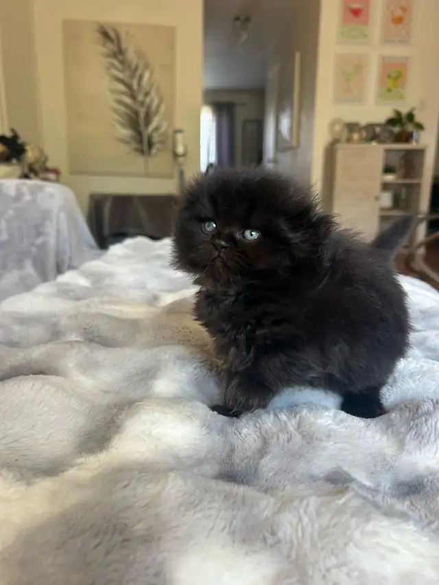 Chatons Scottish fold