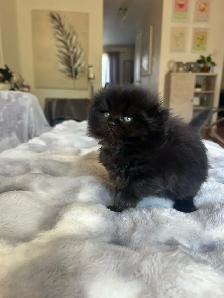 Chatons Scottish fold