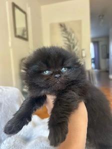 Chatons Scottish fold - Photo 2
