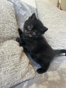 Chatons Scottish fold - Photo 3