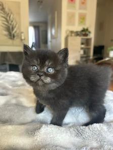 Chatons Scottish fold - Photo 4