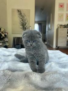 Chatons Scottish fold - Photo 5