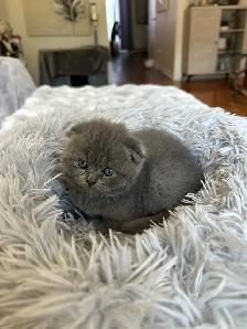 Chatons Scottish fold - Photo 6