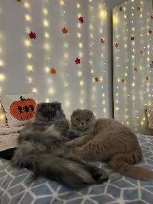 Chatons Scottish fold - Photo 7