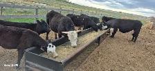 cattle equipment - Photo 4