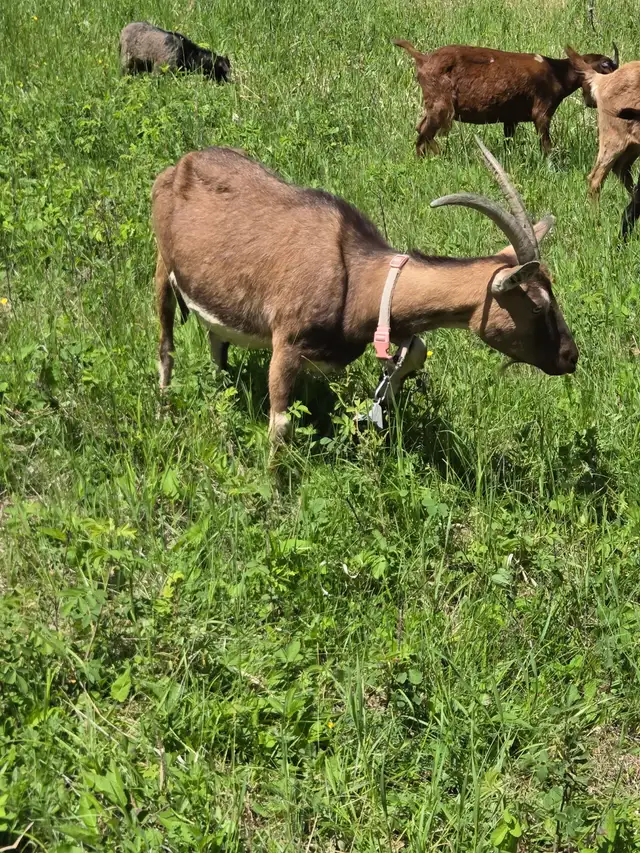 Boer / Milk Goat