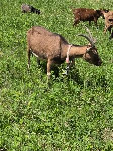 Boer / Milk Goat