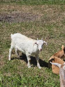 Boer / Milk Goat - Photo 2