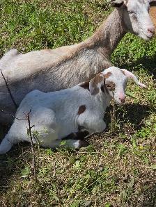Boer / Milk Goat - Photo 3