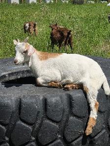 Boer / Milk Goat - Photo 4