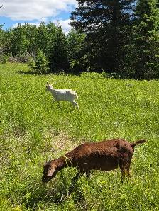 Boer / Milk Goat - Photo 5