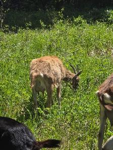 Boer / Milk Goat - Photo 6