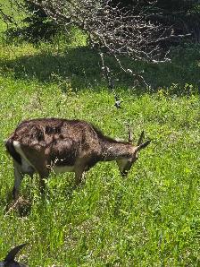 Boer / Milk Goat - Photo 7