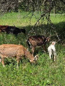 Boer / Milk Goat - Photo 8
