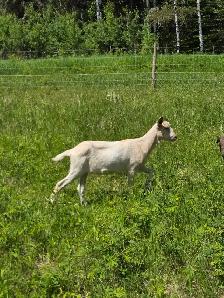 Boer / Milk Goat - Photo 9