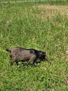 Boer / Milk Goat - Photo 10