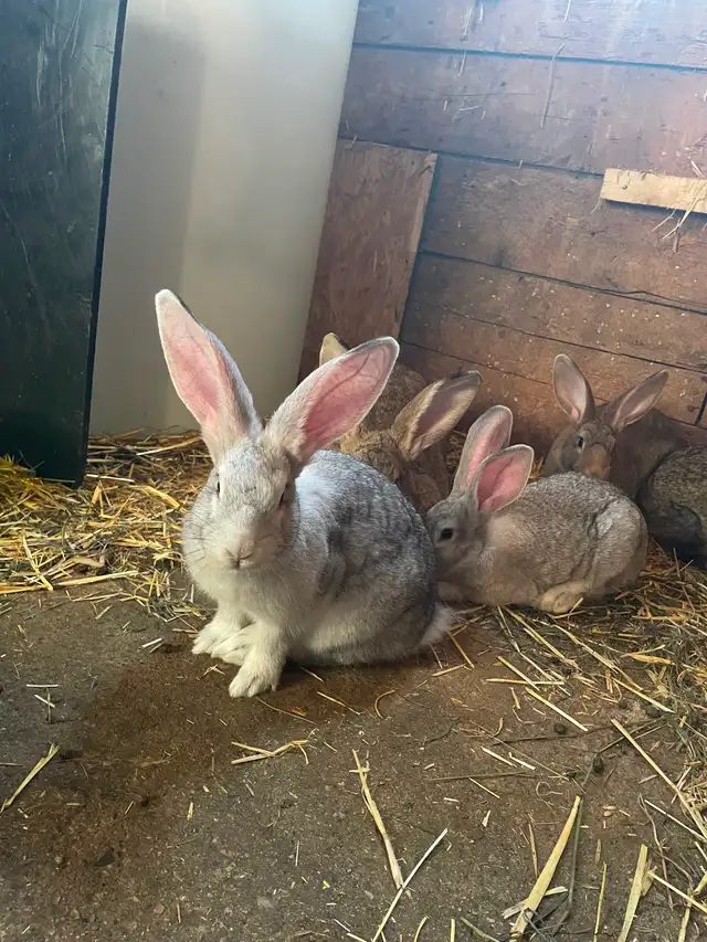 Purebred Flemish Giant Rabbits