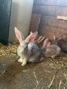 Purebred Flemish Giant Rabbits