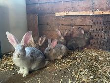 Purebred Flemish Giant Rabbits - Photo 2