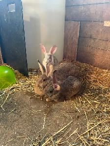 Purebred Flemish Giant Rabbits - Photo 3