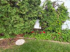 Affordable Grass Cutting & Weed Removal – Cheap Rates! - Photo 4