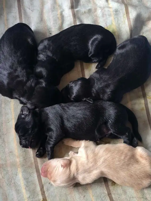 Goldador puppies