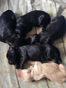 Goldador puppies