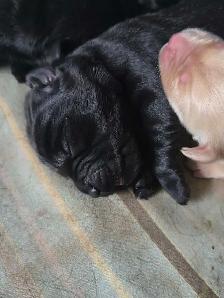 Goldador puppies - Photo 2