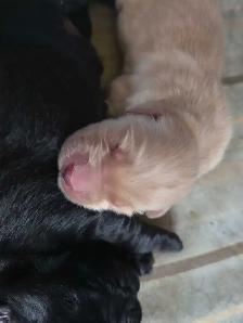 Goldador puppies - Photo 3