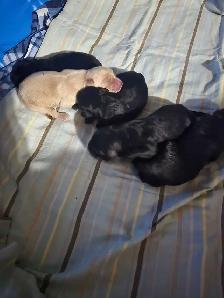 Goldador puppies - Photo 4