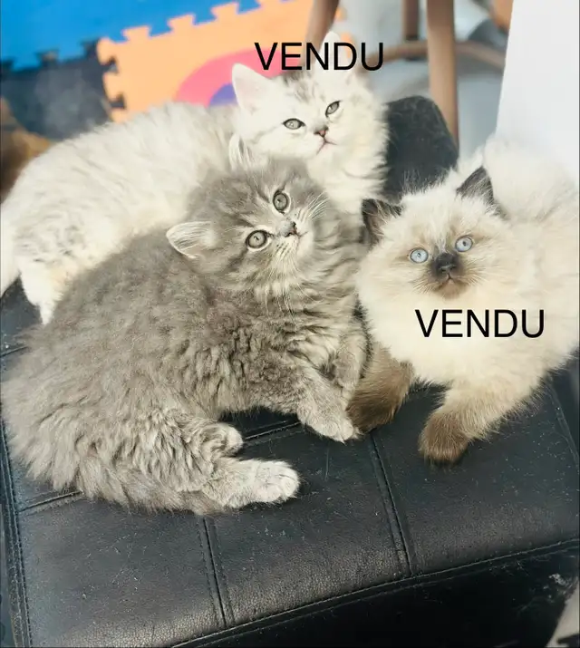 Chatons Himalayen-Persan