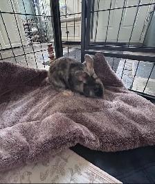 Rascally Rabbit Rescue - Chickadee!