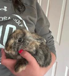 Rascally Rabbit Rescue - Chickadee! - Photo 3
