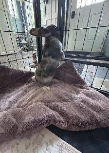 Rascally Rabbit Rescue - Chickadee! - Photo 4