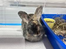Rascally Rabbit Rescue - Chickadee! - Photo 5