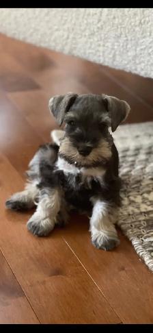 Miniature Schnauzer puppy’s