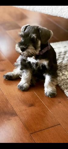 Miniature Schnauzer puppy’s - Photo 2