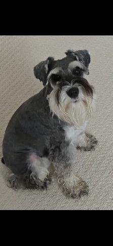 Miniature Schnauzer puppy’s - Photo 3
