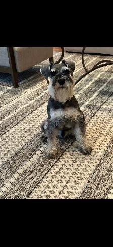 Miniature Schnauzer puppy’s - Photo 4