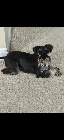 Miniature Schnauzer puppy’s - Photo 5