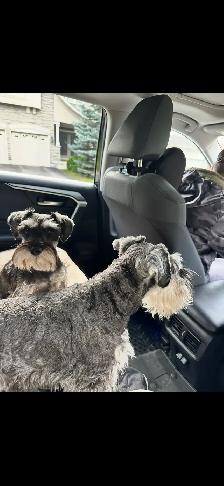 Miniature Schnauzer puppy’s - Photo 6