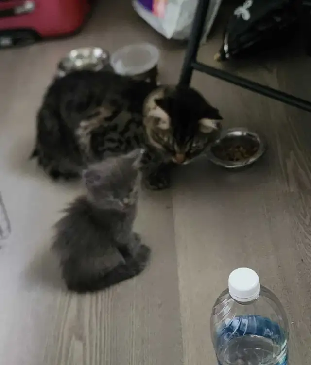 Ragdoll/Siberian kittens