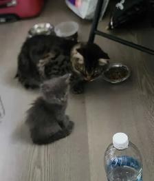 Ragdoll/Siberian kittens
