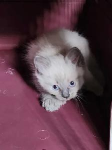 Ragdoll/Siberian kittens - Photo 2