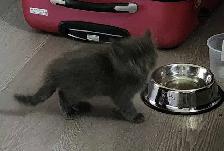 Ragdoll/Siberian kittens - Photo 3