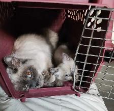 Ragdoll/Siberian kittens - Photo 4