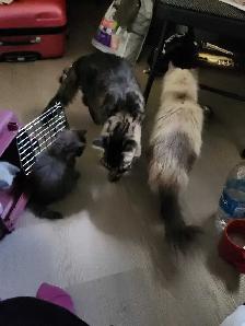 Ragdoll/Siberian kittens - Photo 6