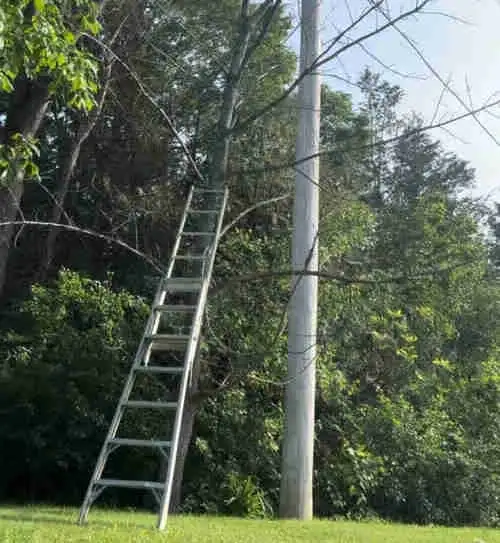 Tree Cleanup/Felling