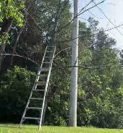 Tree Cleanup/Felling