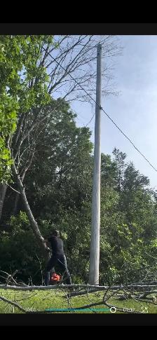 Tree Cleanup/Felling - Photo 2